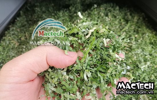 Lá nếp sấy bị mất màu là do đâu