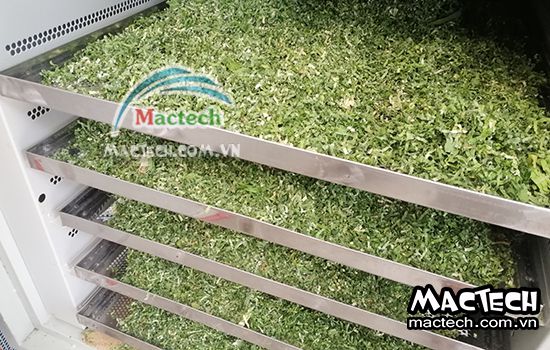 Lá nếp sấy bị đen, nguyên nhân cụ thể và hướng xử lý