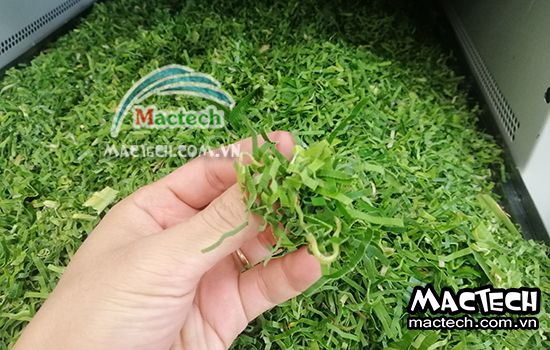 Nhiệt độ sấy lá nếp bằng máy sấy tủ sấy Mactech là bao nhiêu