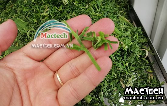 Nhiệt độ sấy lá nếp bằng máy sấy tủ sấy Mactech là bao nhiêu