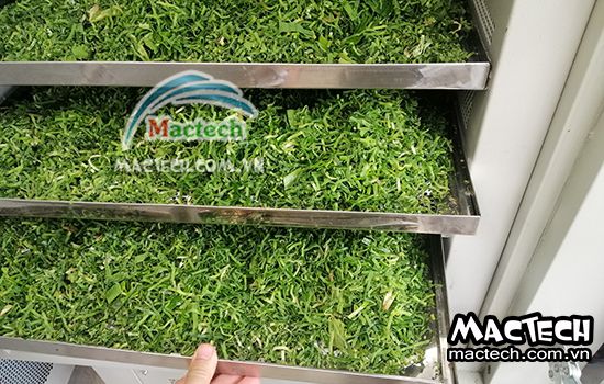 Thời gian sấy lá nếp bằng máy sấy tủ sấy Mactech như thế nào