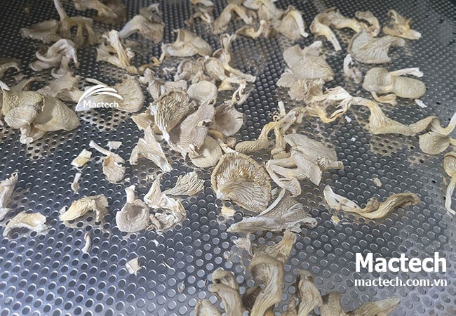 Máy sấy nhiệt nấm sò Mactech