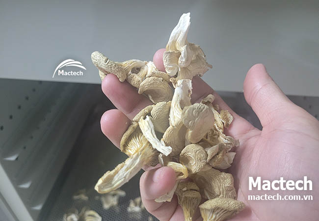 Máy sấy nhiệt nấm sò Mactech