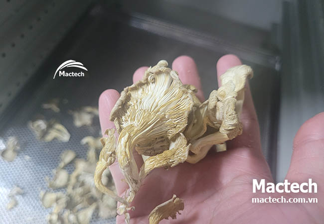 Máy sấy nhiệt nấm sò Mactech