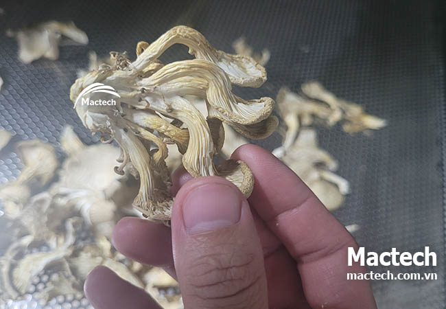 Máy sấy nhiệt nấm sò Mactech
