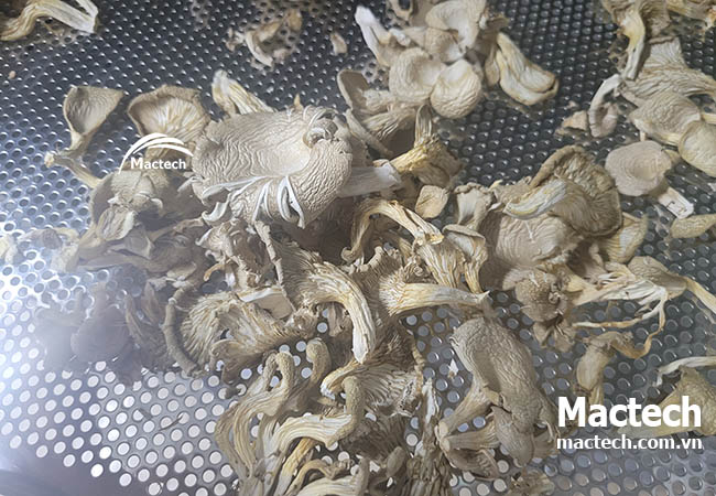 Máy sấy nhiệt nấm sò Mactech