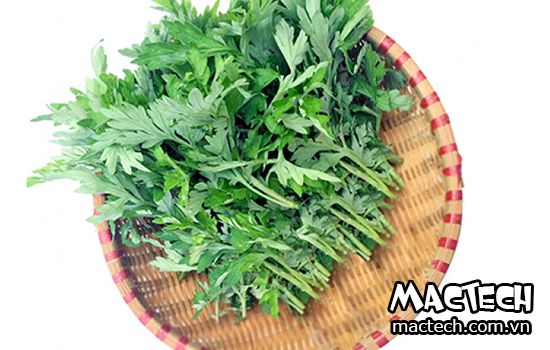 máy sấy ngải cứu