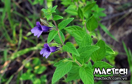 máy sấy nhân trần