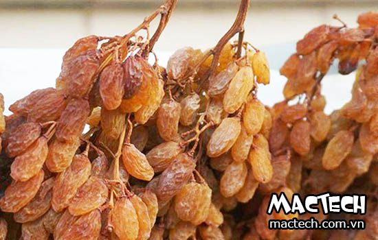 Máy sấy nho khô Mactech, sấy nho tách quả, sấy nho nguyên cành cao cấp