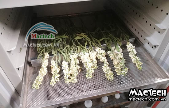 Tăng hiệu quả kinh doanh với máy sấy nông sản chất lượng cao