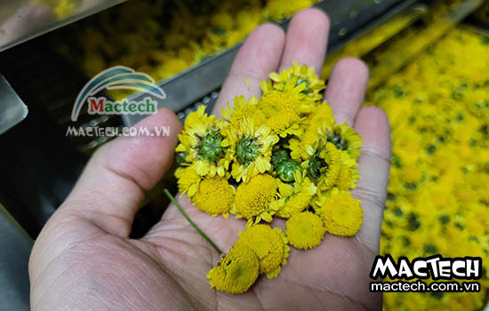 Tăng hiệu quả kinh doanh với máy sấy nông sản chất lượng cao