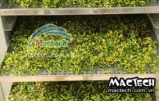 Có nên dùng đèn UV trong máy sấy nông sản không