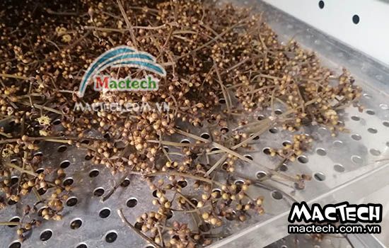 Máy sấy nụ vối Mactech, sấy nhiệt đối lưu, khô nhanh, tiết kiệm điện