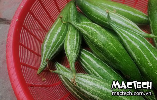 Máy sấy quả lặc lè, sấy khô nhanh, giữ màu xanh của quả, giữ mùi vị