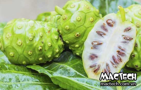 máy sấy quả nhàu