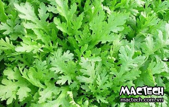 Máy sấy rau cải cúc