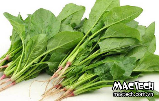 Máy sấy rau chân vịt Mactech, sấy lạnh cho chất lượng cao giữ màu đẹp