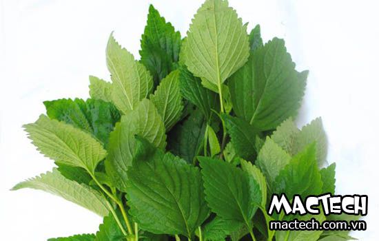 máy sấy rau kinh giới