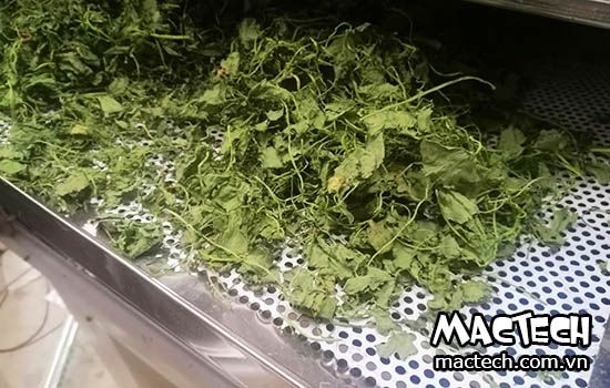 máy sấy rau má