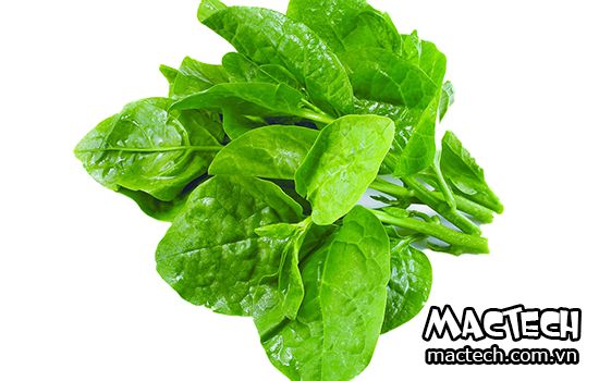 máy sấy rau mồng tơi