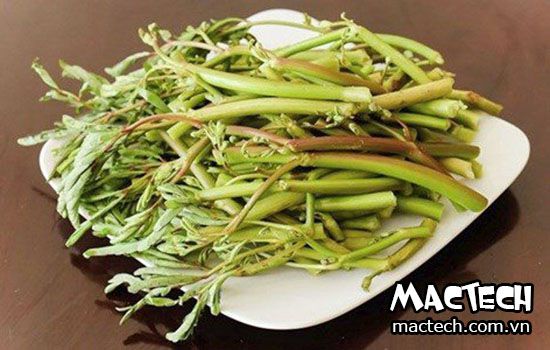 Máy sấy rau rút Mactech, sấy khô giữ màu đẹp, giữ mùi vị của rau