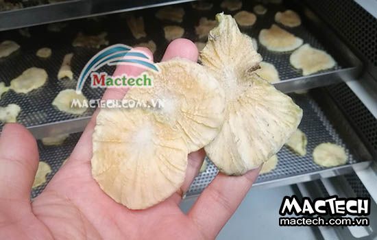 Máy sấy sâm khoai Mactech, sấy nhanh, màu đẹp, tiết kiệm điện
