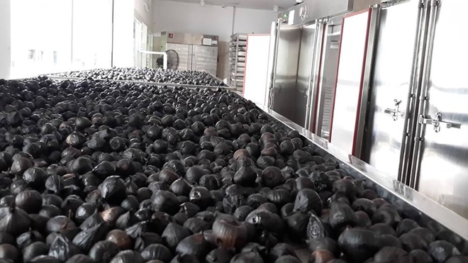 Máy sấy tỏi đen công nghiệp