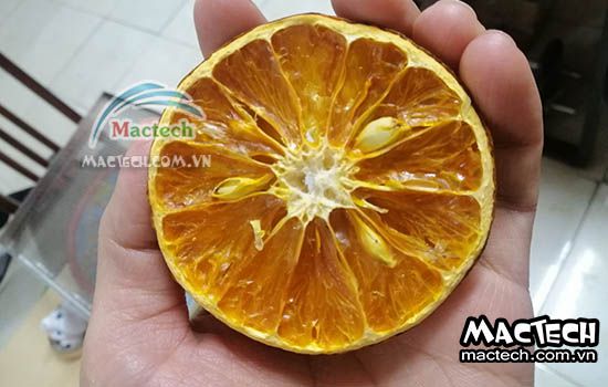 Máy sấy trà hoa quả Mactech