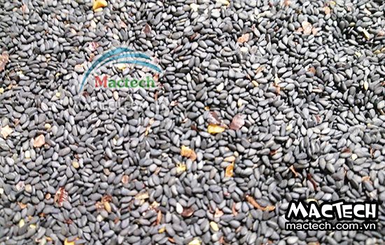 Vừng rang sấy không chín là tại sao? Cách khắc phục như thế nào