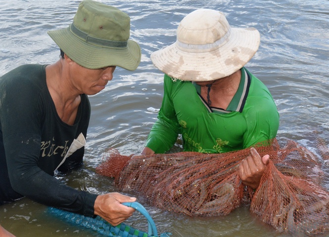 Nuôi tôm kết hớp lúa nước