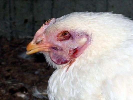 gà bị tích nước dưới da, phù đầu