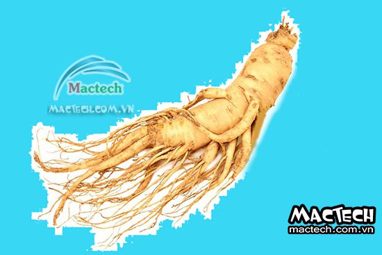 Máy sấy nhân sâm Mactech, sấy giữ dược tính của nhân sâm