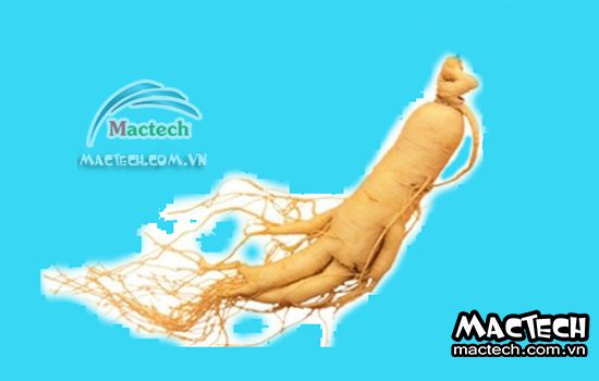 Máy sấy nhân sâm Mactech, sấy giữ dược tính của nhân sâm