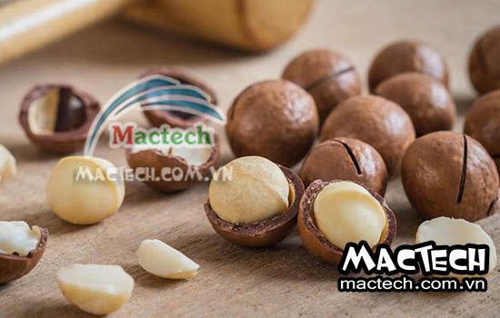 Nhiệt độ sấy hạt macca và thời gian sấy hạt mắc ca từ Mactech