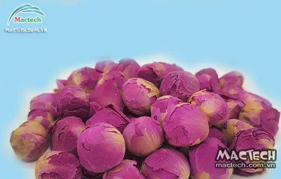 Hoa mẫu đơn có nên sấy thăng hoa không? Vì sao