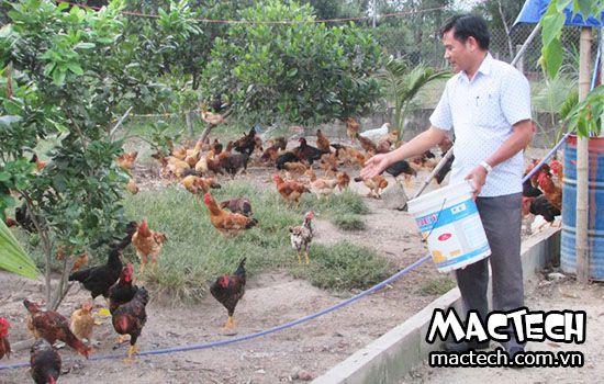 Hoạch toán chi phí nuôi 100 con gà bao nhiêu tiền