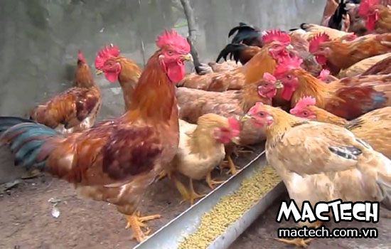 Hoạch toán chi phí nuôi 100 con gà bao nhiêu tiền