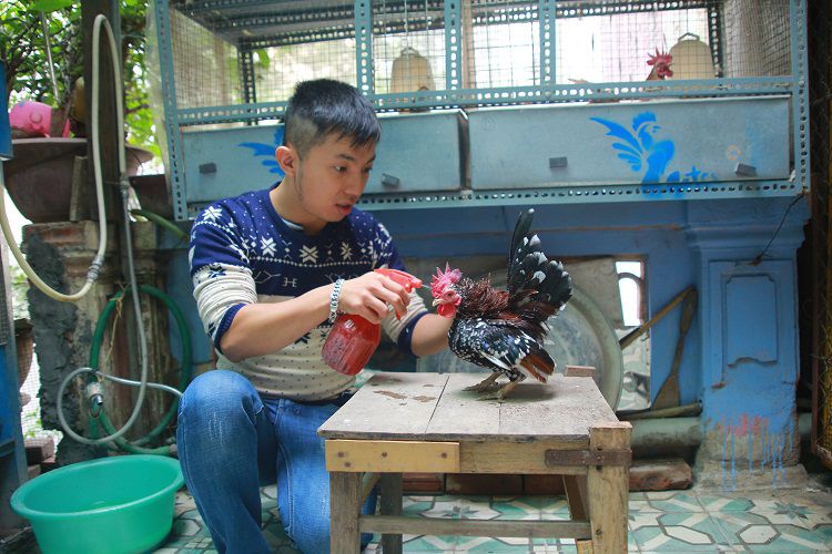 Nuôi gà cảnh trên sân thượng thu chục triệu/tháng