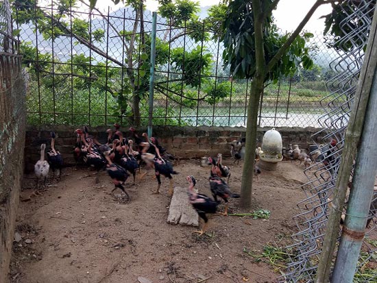  Những chú gà chọi trưởng thành được nuôi tách biệt với đàn, giá bán mỗi con gần 1 triệu đồng