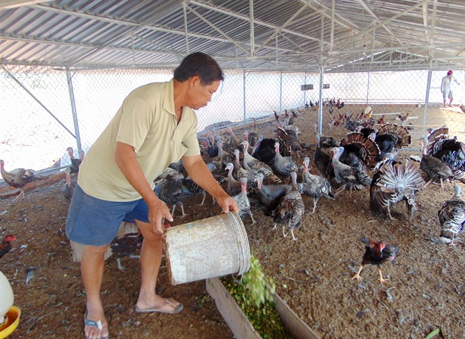 nuôi gà lôi dễ dàng,