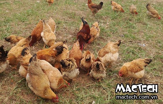 Cách nuôi gà thả vườn hiệu quả đúng kỹ