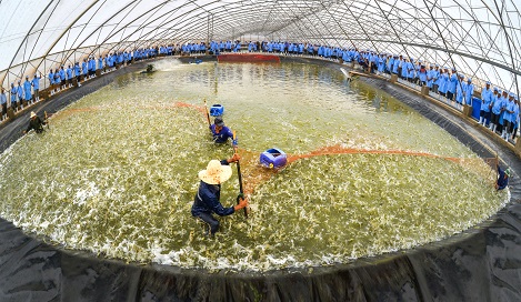  Nuôi tôm trong lồng kính, áp dụng các phương pháp hiện đại