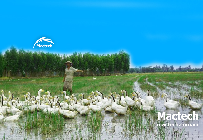 Nuôi vịt chạy đồng có nên ấp trứng tại chỗ bằng máy