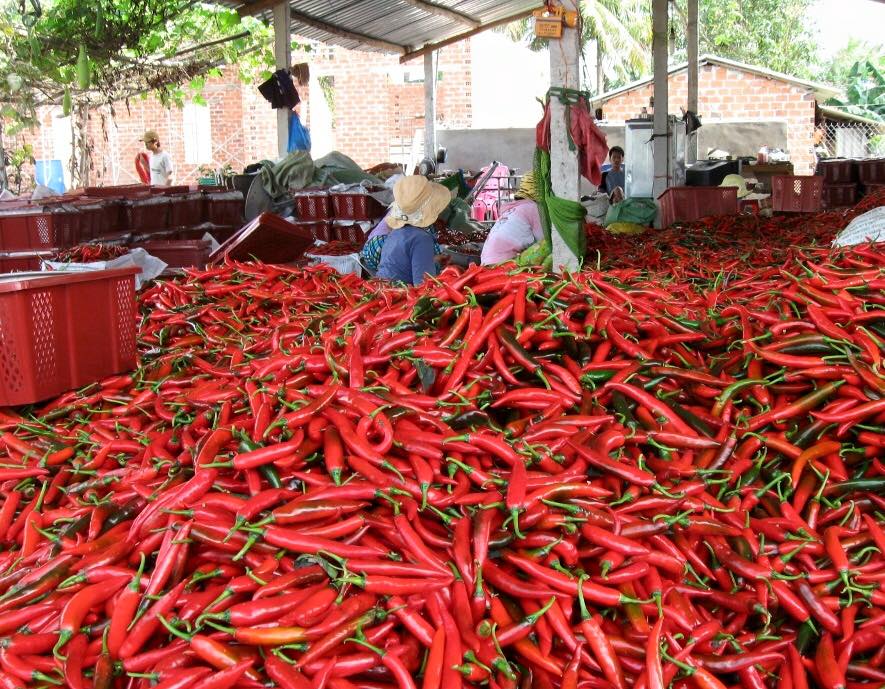 ớt chín không có ai mua