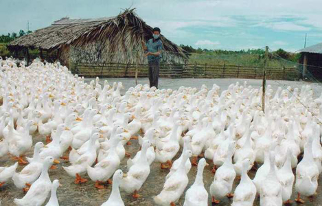 Để phòng bệnh, phải tiêm phòng vắc xin; tiêm cho ngan, vịt con lúc 2 tuần và nhắc lại khi 2 tháng tuổi.