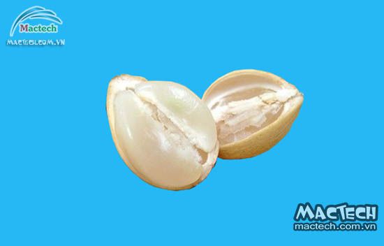 Máy sấy quả bòn bon Mactech