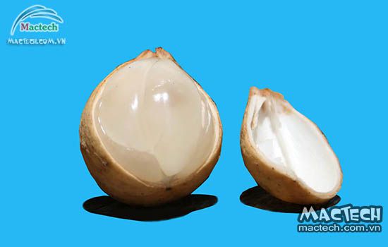 Máy sấy quả bòn bon Mactech