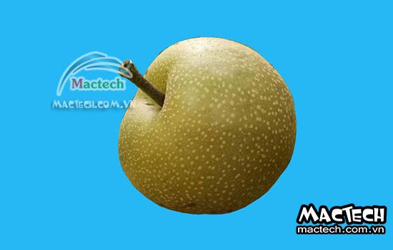 Máy sấy dẻo quả mắc cọp Mactech
