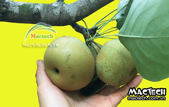 Máy sấy dẻo quả mắc cọp Mactech