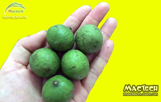 Máy sấy khô quả sấu Mactech, sấy khô bảo quản được lâu dài